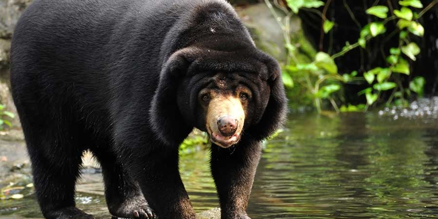 Sun bear