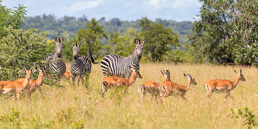 Selous Game Reserve